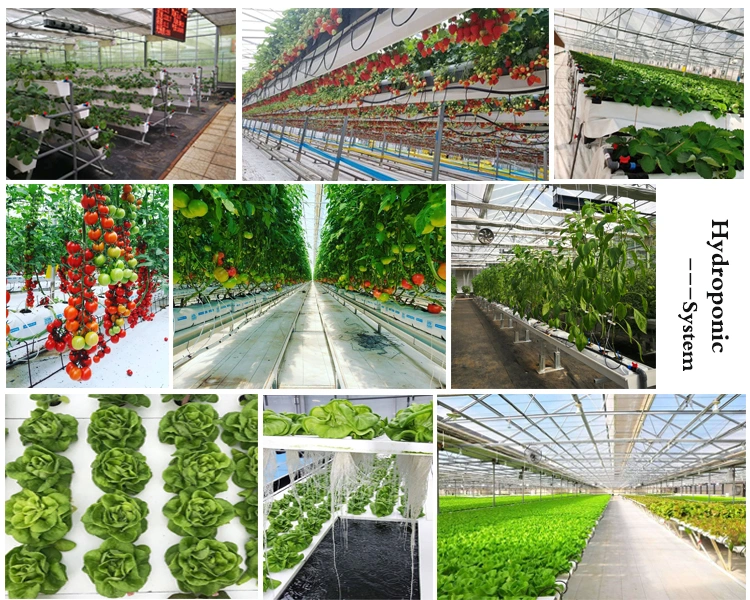 Agriculture Multispan Greenhouse Venlo Glass Greenhouse Hydroponic Growing System Commercial Greenhouse for Cultivation