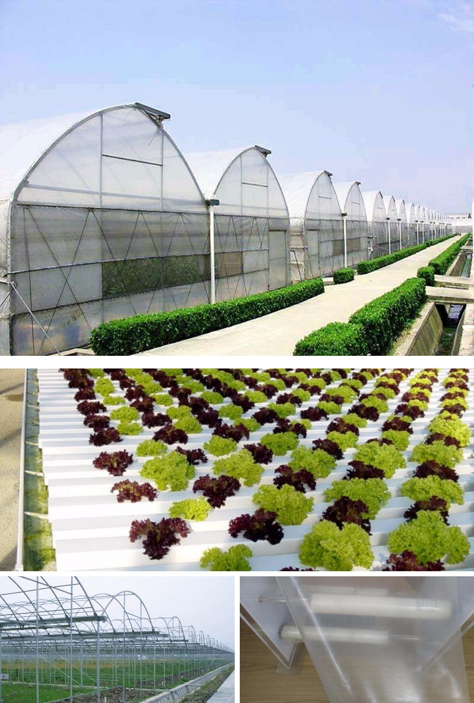 Traditional Arch Style Multi-Span Poly Film Greenhouse with Shading System