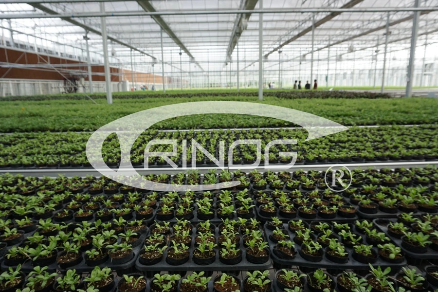 European Style Commercial Greenhouse for Seeding Tray