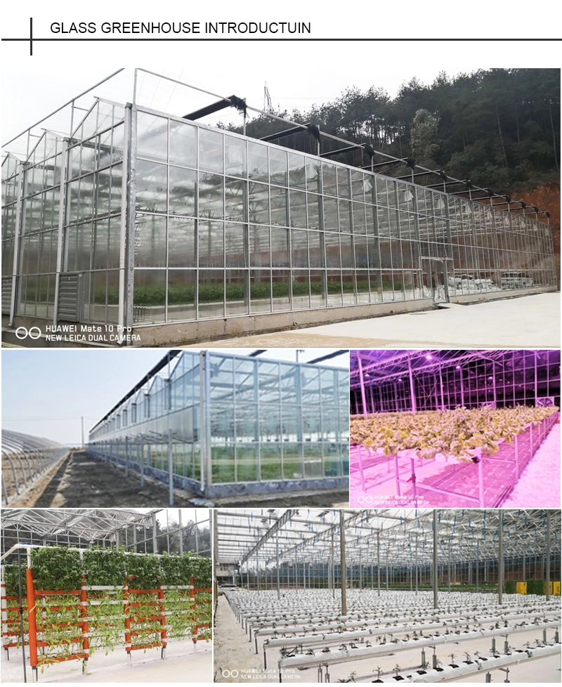 Economy Tomato Multi-Span Venlo Tempered Glass Greenhouse for Sale