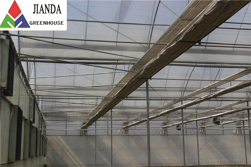 Venlo Roof Polycarbonate Greenhouse Panels Toughened Glass Greenhouse
