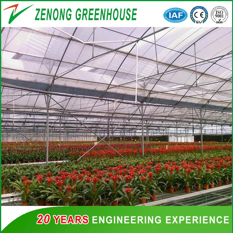 Large Size Multispan Arch Type Plastic Film Covered Greenhouse for Tomato/Cucumber/Melon/Strawberry