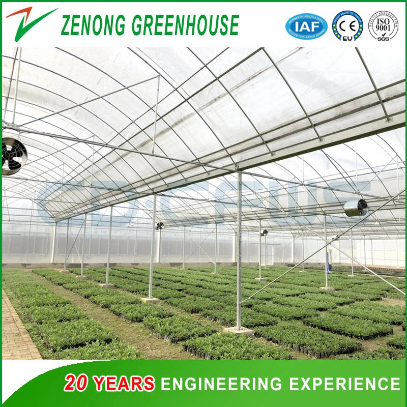 Low Cost Hot Sale Agricultural/Commercial Plastic Film Greenhouse Philippines