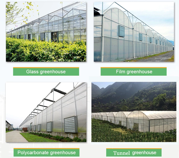 Breeding Greenhouse Multi Tunnel Po/PE Film Greenhouse for Vegetables