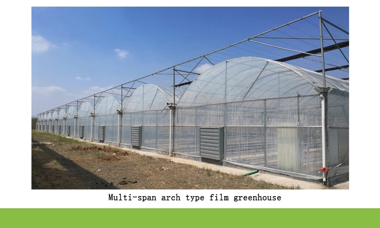 Low Cost Factory Wholesale Agricultural Single-Span Tunnel Film Greenhouse with Hydroponics System