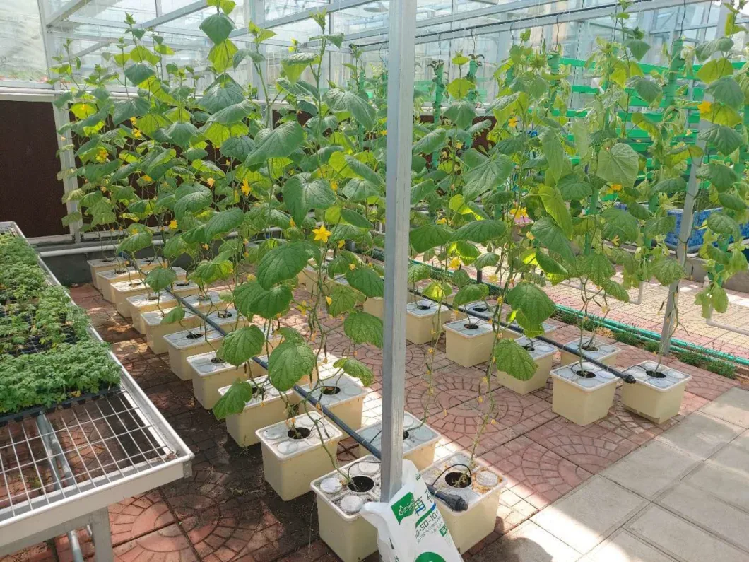 Growing Cucumber Greenhouses in Film Greenhouse
