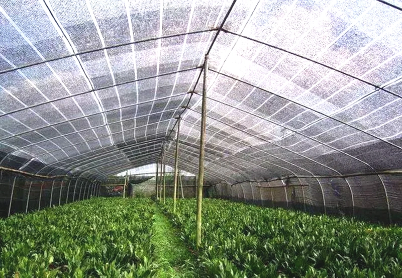 Breeding Greenhouse Multi Tunnel Po/PE Film Greenhouse for Vegetables