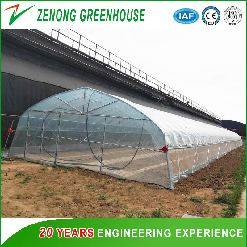 High Quality Single Span Vegetable Greenhouse with High Tunnel for Aquaponic/Hydroponics