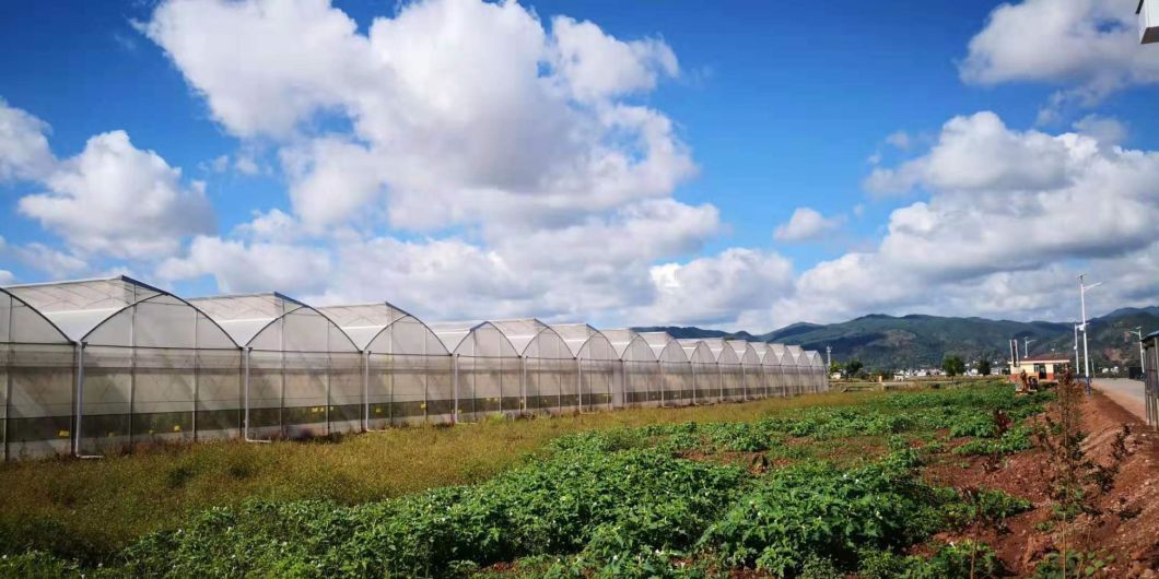 Commercial/Agricultural/Farming/Breeding Gothic Multi-Span Po/PE Film Greenhouse with Hydroponic/Irrigation/Ventilation