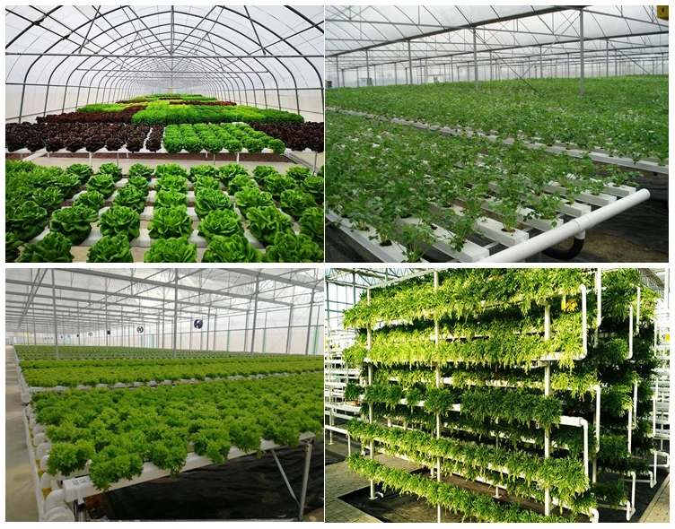 Low Cost PVC Planting Trough Hydroponics for PC Polycarbonate Greenhouse
