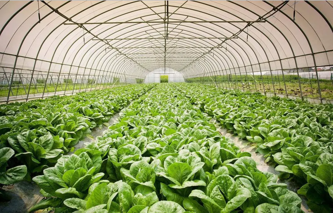 Low Cost Factory Wholesale Agricultural Single-Span Tunnel Film Greenhouse with Hydroponics System