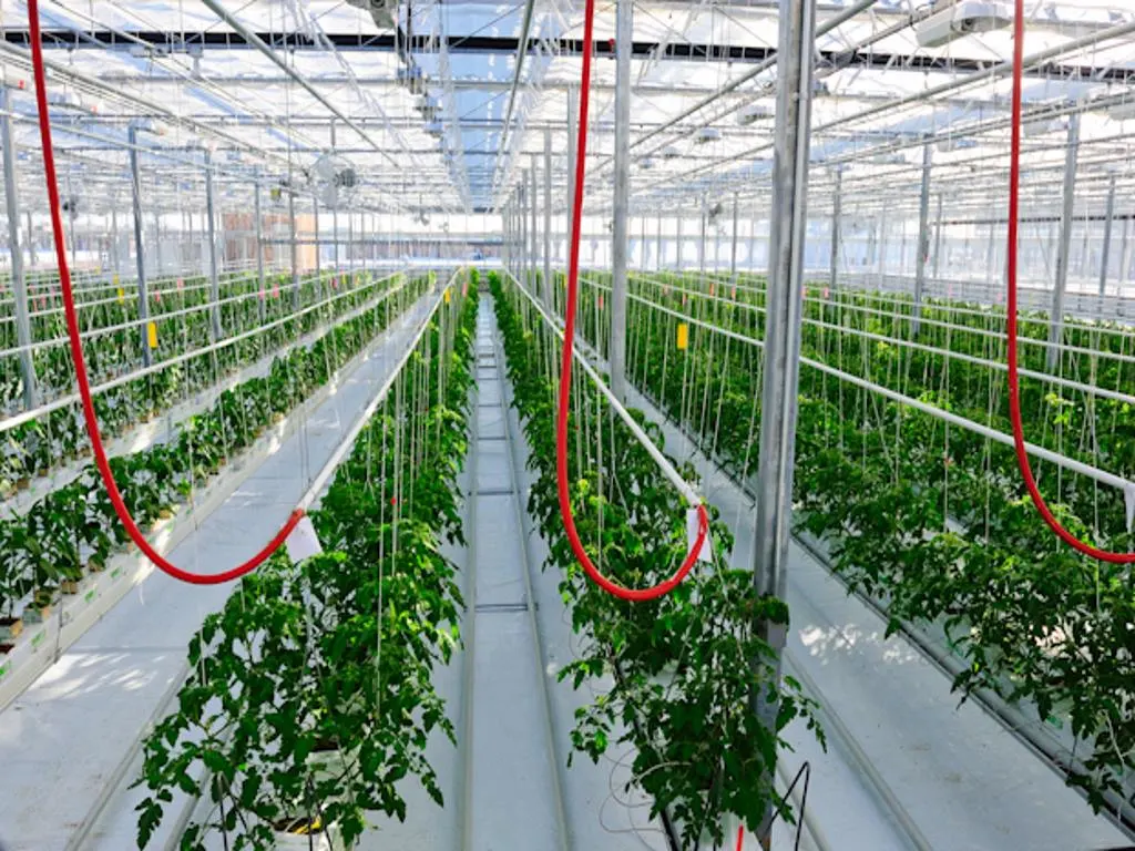Large-Scale Soilless Agricultural Cultivation Glass Greenhouse with Tomato Cucumber