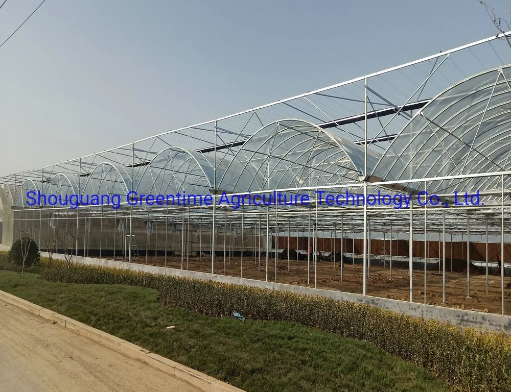 Arch Type PE/Po Film Agricultural Multi-Span Greenhouse for Planting Cucumber
