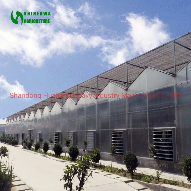 Multi-Span Greenhouse with Hydroponics for Strawberry Tomato Agriculture Products Glass Greenhouses