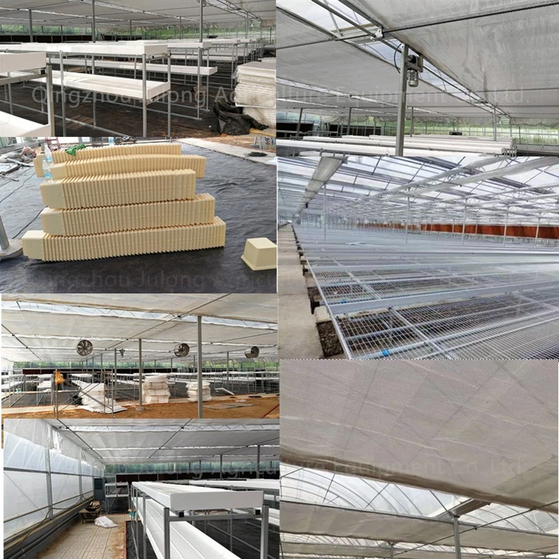 Commercial Vegetable Hydroponic Venlo Glass Greenhouse Price