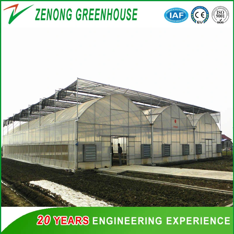 Large Size Multispan Arch Type Plastic Film Covered Greenhouse for Tomato/Cucumber/Melon/Strawberry