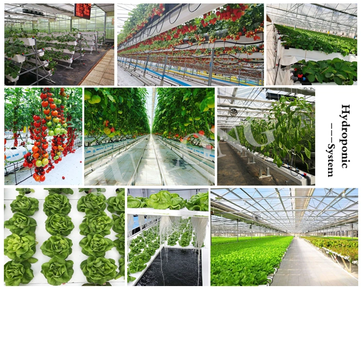 Agricultural Multi-Span/Single-Span/Tunnel Plastic Film Greenhouse with Irrigation System