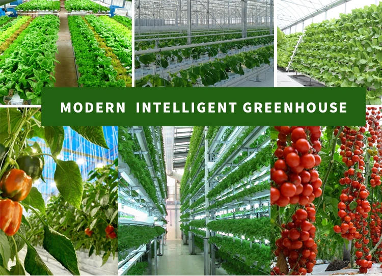 Agricultural Multi-Span/Single-Span/Tunnel Plastic Film Greenhouse with Irrigation System