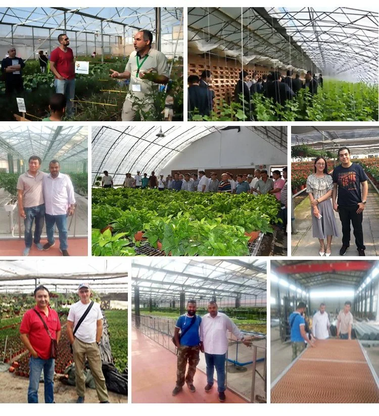 China Traditional Arch Multi-Span Poly Film Greenhouse with Shading/Hydroponic System