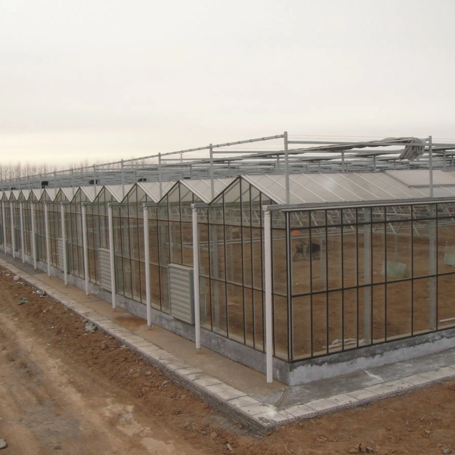 Multi-Span Greenhouses Glass Greenhouse for Agricultural