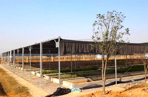 Supplier Agriculture Single Span/Multi Span Tunnel Plastic Film Greenhouse for Flowers/Tomato