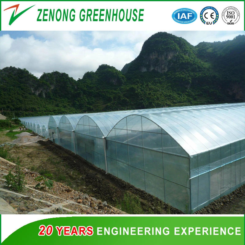 Grape Plastic Film Multi-Tunnel Greenhouse with Outside Shading Screen