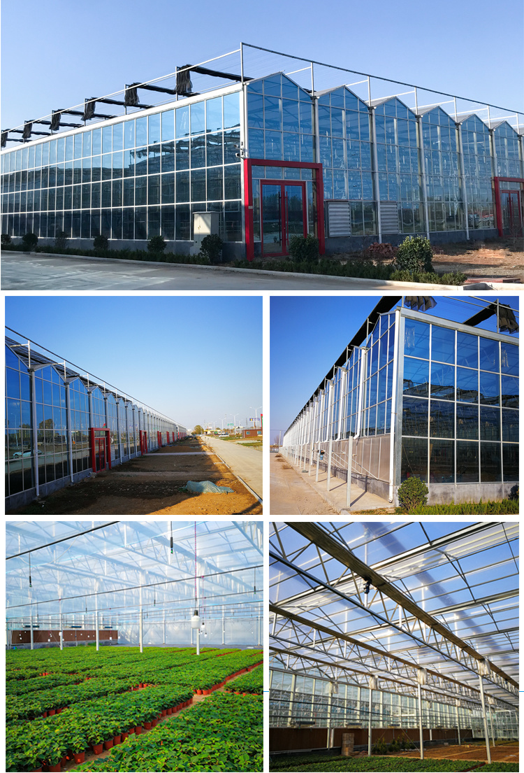 Hot Sale and High Quality Durable Commercial Venlo Glass Greenhouse