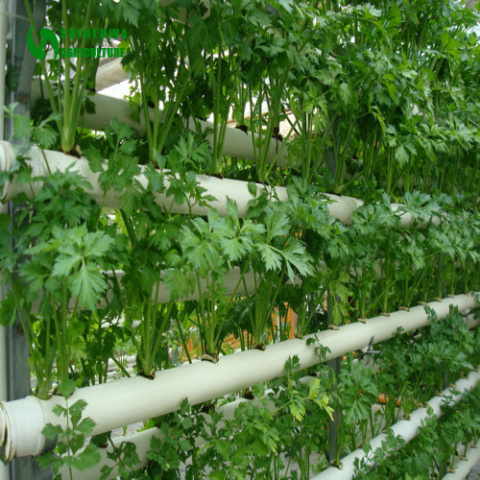 Greenhouse Plastic Materials Film Greenhouse for Vegetables Planting