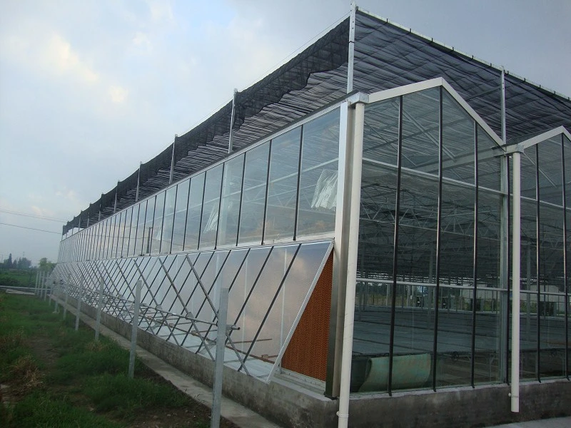Multi-Span Steel Frame/ Aluminum Profile Glass Greenhouse for Firut
