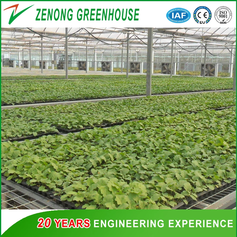 Vegetable Tomato Cucumber Greenhouse Seed Breeding Greenhouses Hydroponic Green House for Sale