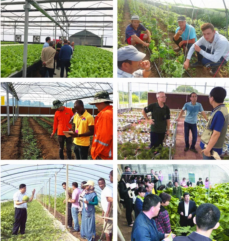 Venlo Glass Greenhouse with Mist-Irrigation System for Seed Breeding/Flowers