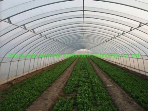 Single Span Tunnel Film Greenhouse for Cucumber/Tomato Planting
