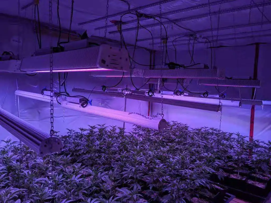 LED Grow Lights 150W for Growing Hemp for Indoor Greenhouse