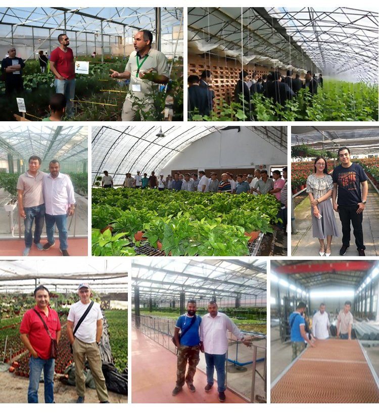 Agricultural/Commercial/Exhibition Glass Photovoltaic (PV) Intelligent Greenhouse for Irrigation/Hydroponic Equipment
