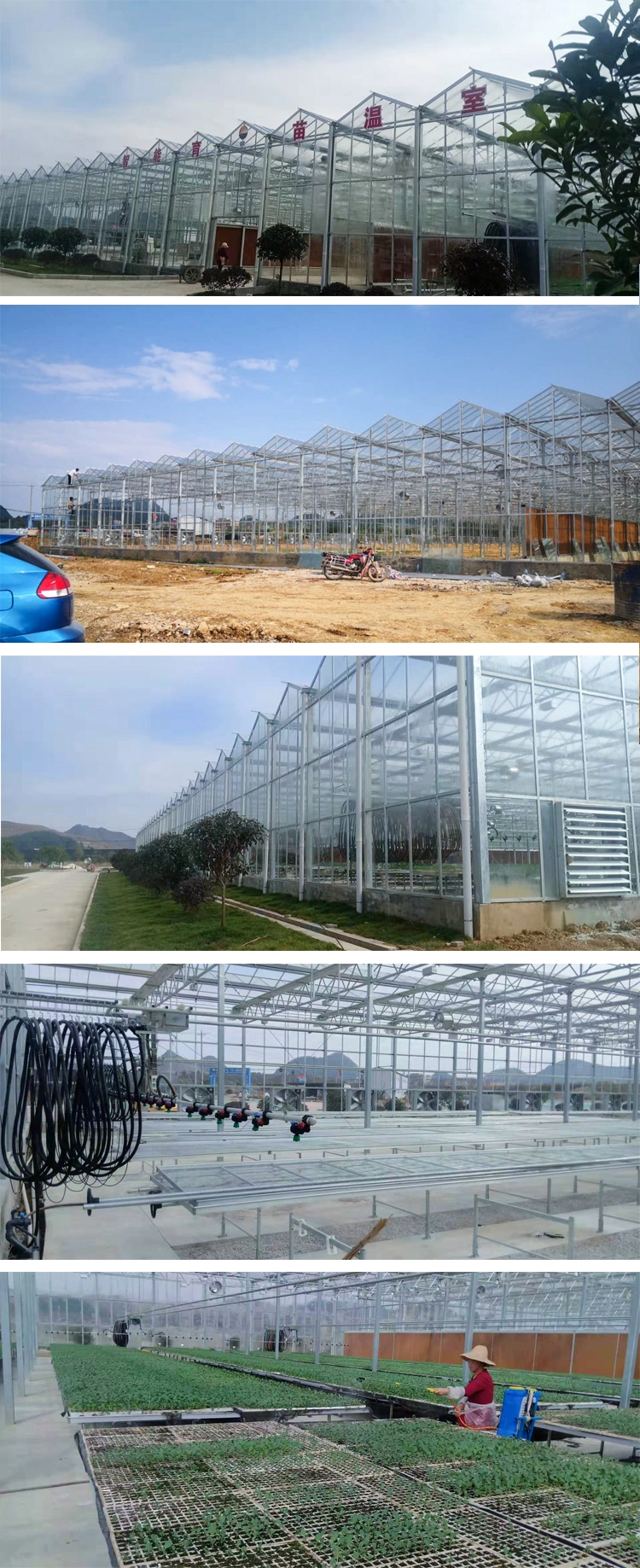 Venlo Multi-Span Glass Greenhouse for Commercial with Indoor Hydroponic Nft Systems