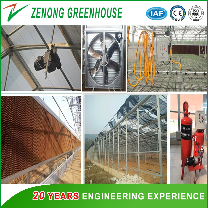 Zenong Turn-Key Greenhouse Project High Quality PC Greenhouse for Hydroponics/Seed Breeding/Eco Restaurant