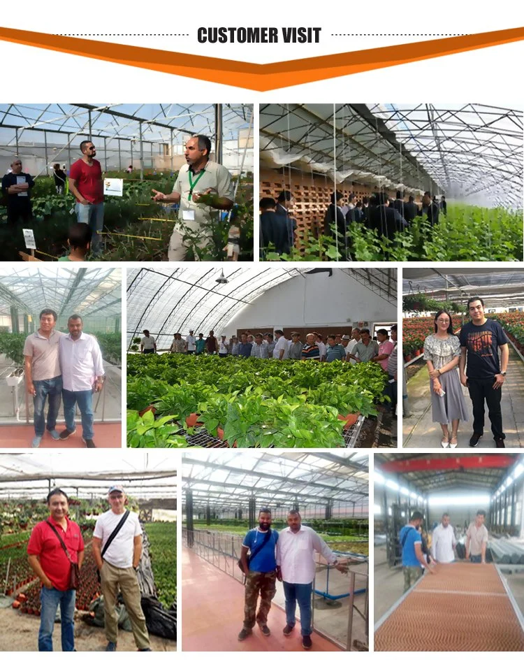 Agriculture Productive Polyethylene/Plastic Film Greenhouse with Control/Hydroponic System