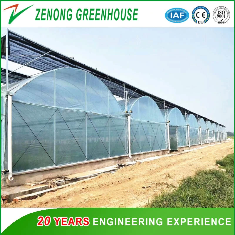 Tomato/Cucumber/Strawberry/Lettuce Cultivation Greenhouse Farming Provided by Professional Greenhouse Engineering Company