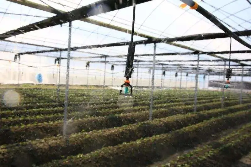 Economical and Practical Film Tunnel Greenhouse with Hydroponics System for Rose/Tomato/Strawberry/Lettuce/Cucumber Planting