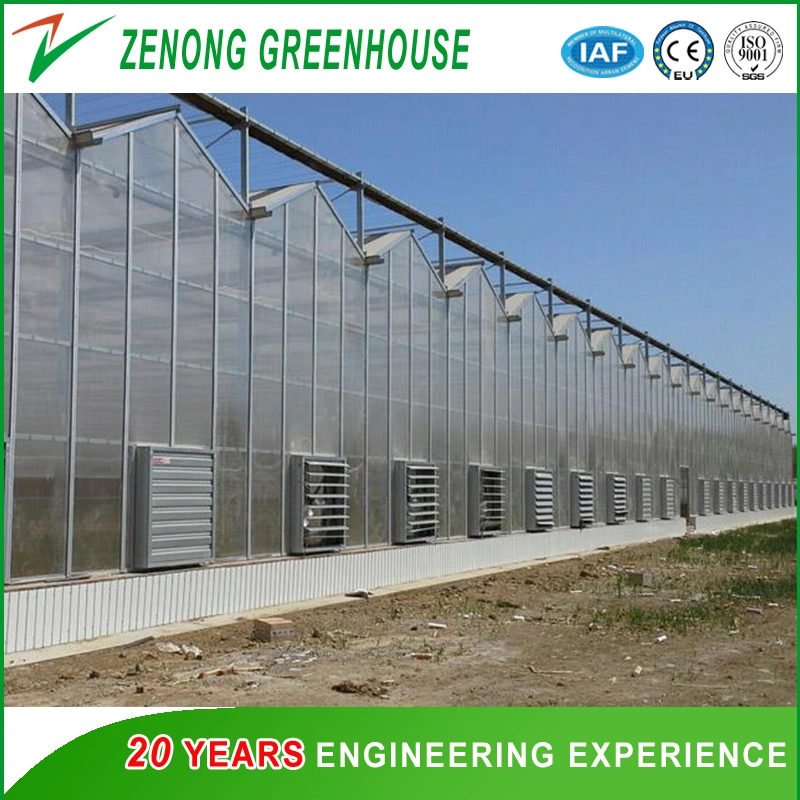 Large Scale Commercial/Agriculture Multi-Span PC Greenhouse Glass Greenhouse Film Greenhouse for Hydroponics/Flowers/Vegetables/Tomatoes/Cucumber/Strawberry