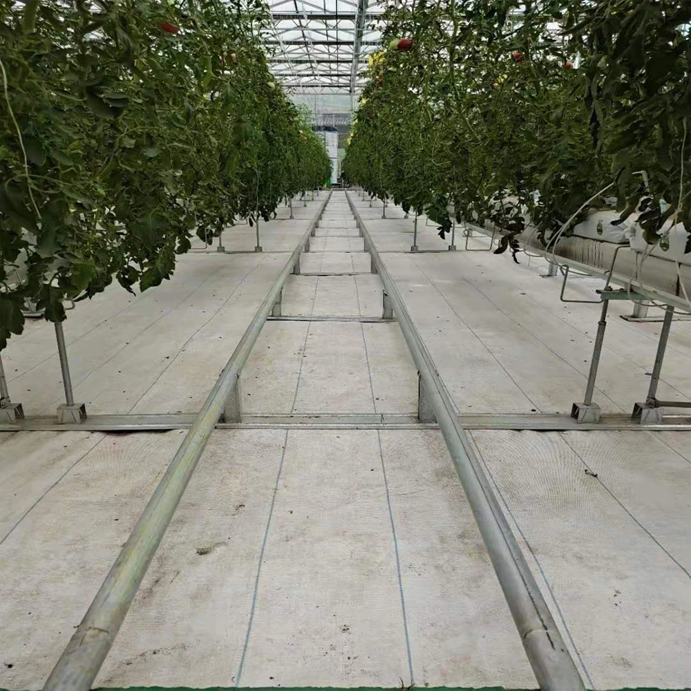 Agricultural Large-Scale Intelligent Cultivation Hydroponic System, Glass Greenhouse Soilless Cultivation, Tomato Greenhouse Planting Greenhouse