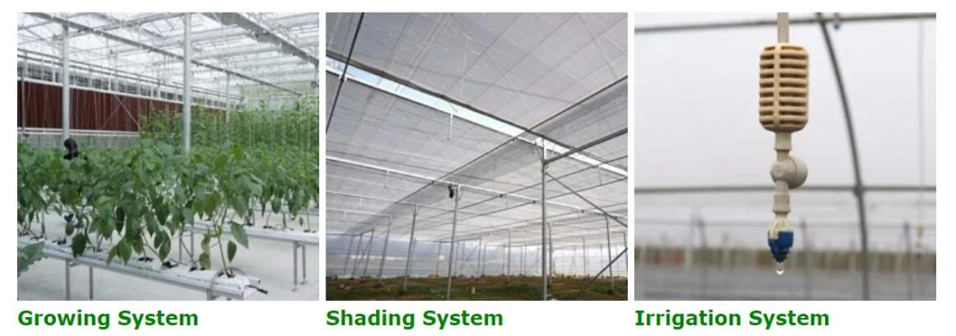 Cheap Agriculture Multi-Span Film Greenhouse Commercial Greenhouse with Shading System for Cultivation