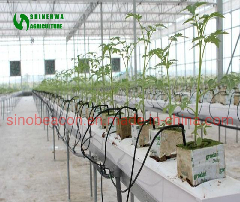 Multi Span Tomato Greenhouse with Hydroponics for Agricultural Tomato Farming