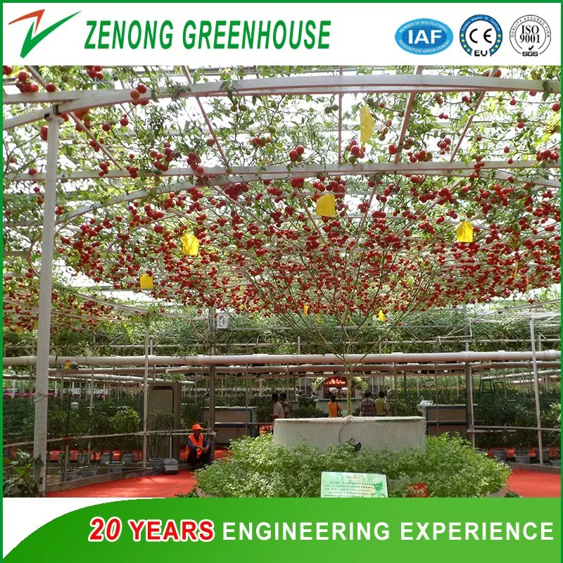Cucumber Planting Multi-Span PC Greenhouse with Drip Irrigation
