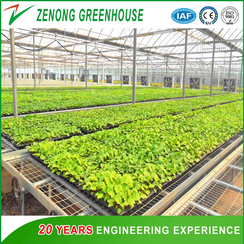 Multi Tunnel Film Greenhouse for Vegetables/Flowers/Hydroponics/Tomato/Strawberry