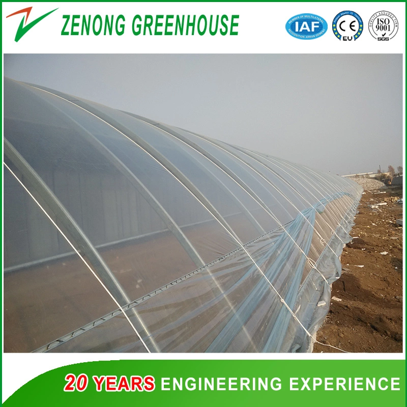 Poly Film Single-Span Greenhouse with Shading Net for Tulip/Cabbage/Coriander/Celery/Carrot