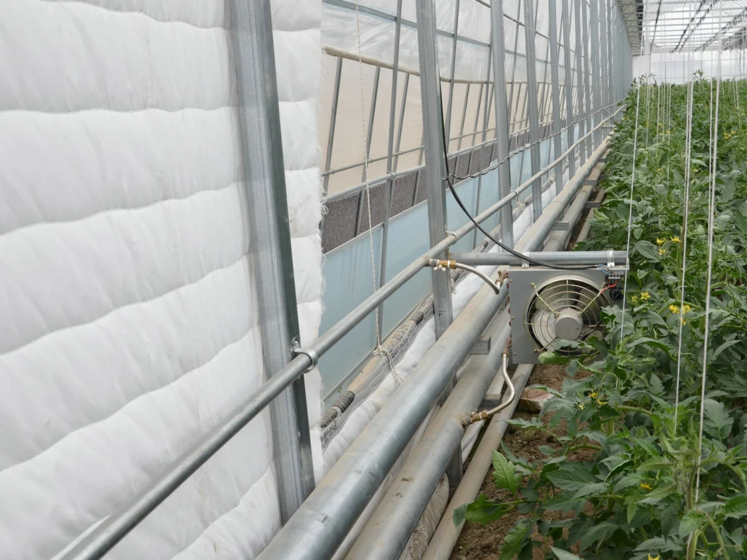 Plastic Film Multi Span/Tunnel Hydroponic Greenhouse with Seedbed/Rolling Bench for Tomato Cucumber/Lettuce/Strawberry