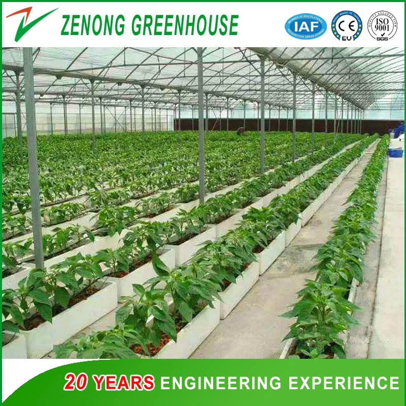 Large Size Multispan Arch Type Plastic Film Covered Greenhouse for Tomato/Cucumber/Melon/Strawberry