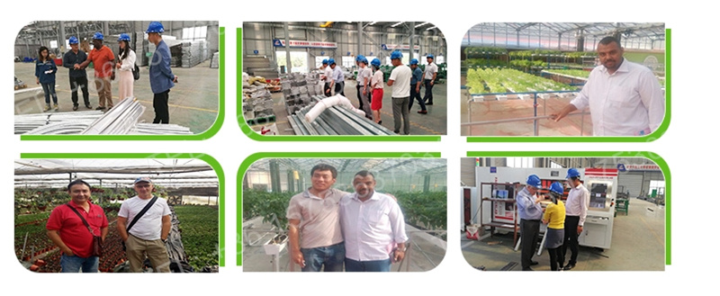 Flower/Fruit/Vegetables/Garden Growing Polyethylene/Plastic Film Greenhouses with Hydroponic Systems Price