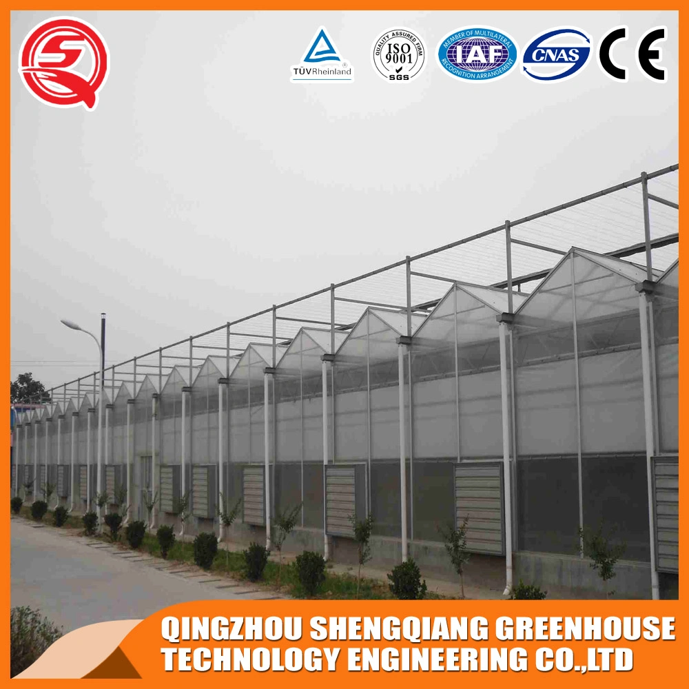 2020 Multi-Span PC Sheet Greenhouse for Sale/Aquaponic/Hydroponic System Greenhouse
